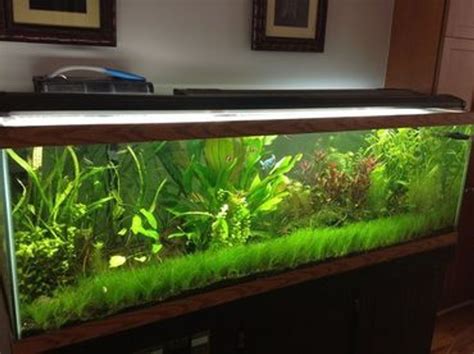 The benefits of using LED lighting in a Bbuble magic 20 gallon tank